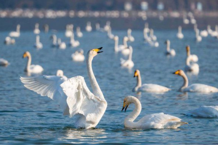 Swan