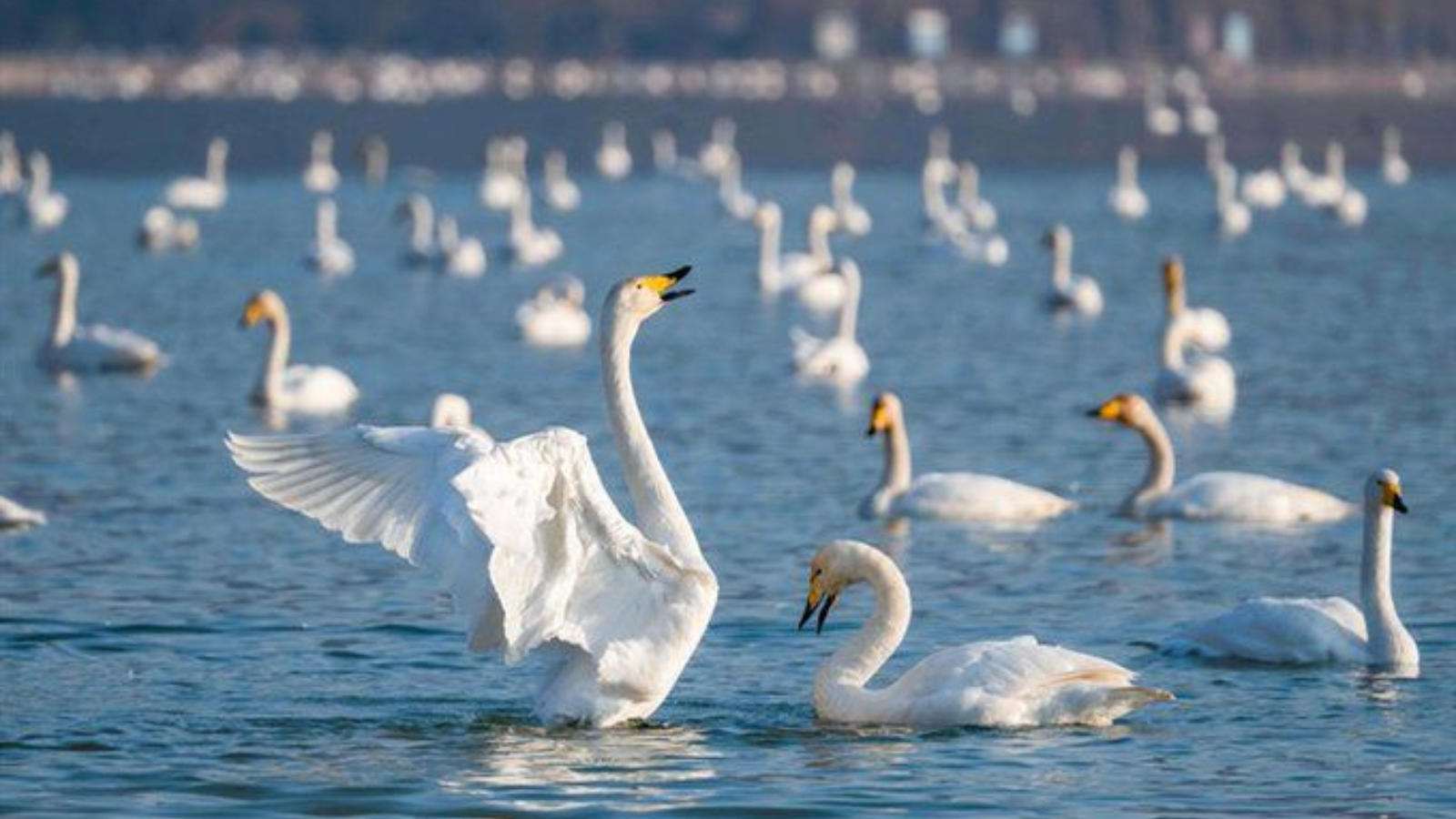 Swan